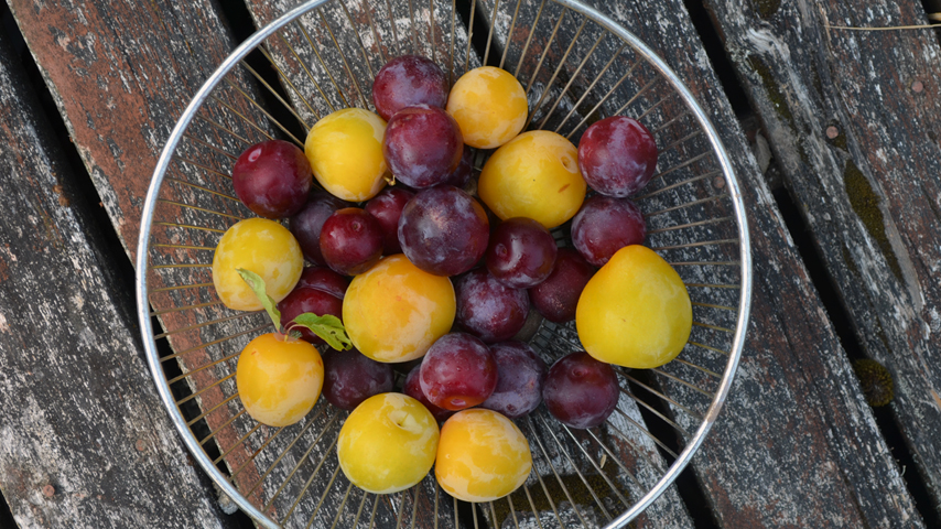 plum fruit bowl